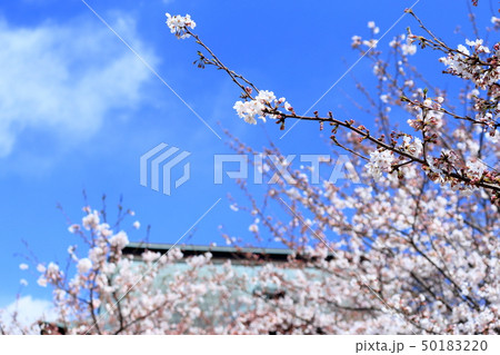 令和の桜　鎌倉の桜　建長寺境内 50183220