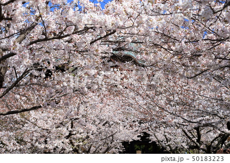 令和の桜　鎌倉の桜　建長寺境内 50183223