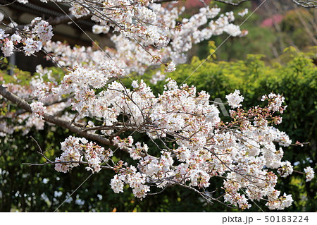 令和の桜　鎌倉の桜　建長寺境内 50183224