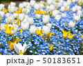チューリップとネモフィラのお花畑 50183651