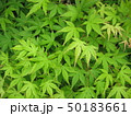 かえで 50183661