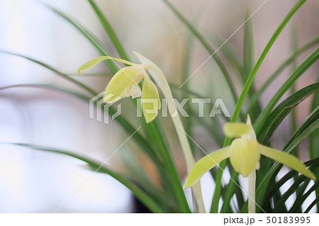 春蘭の花 春蘭の花 50183995