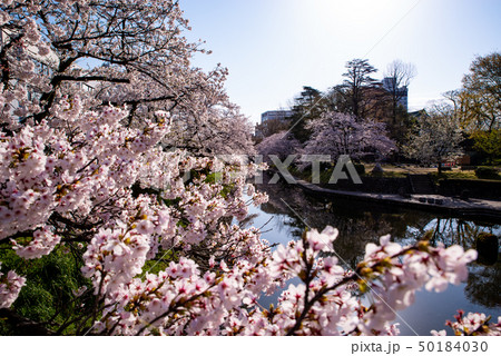 富山市内の風景 松川の桜並木 七十二峰橋から 2019.04 a-2 前ボケ 富山市内の風景 松川の桜並木 七十二峰橋から 2019.04 a-2 前ボケ 50184030