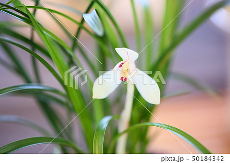 春蘭の花 50184342