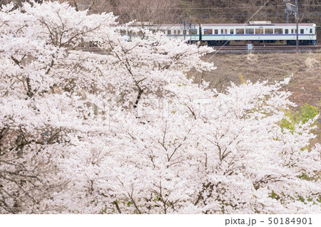 西武秩父線と桜 50184901