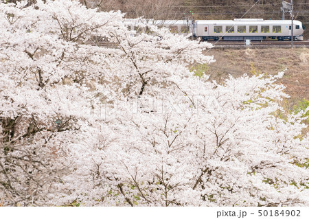 西武特急Laviewと桜 50184902