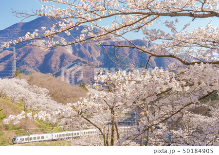 西武特急Laviewと桜 50184905