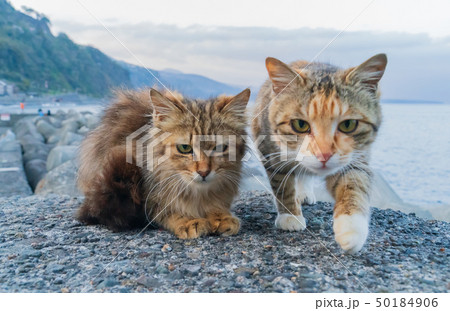 子猫と海岸 50184906