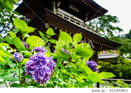 鎌倉 浄智寺 山門のアジサイ 鎌倉 浄智寺 山門のアジサイ 50184963