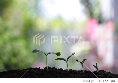 Small tree sapling plants planting  50185108