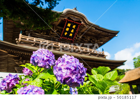 鎌倉 建長寺 山門とアジサイ 鎌倉 建長寺 山門とアジサイ 50185117