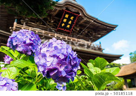 鎌倉 建長寺 山門とアジサイ 50185118