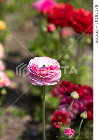 カラフルなラナンキュラス カラフルなラナンキュラス 50185178