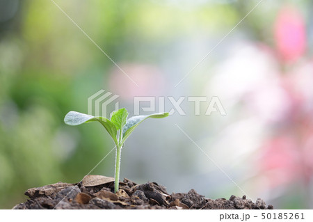 Small tree planting  50185261