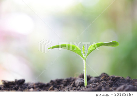 Small tree planting  50185267