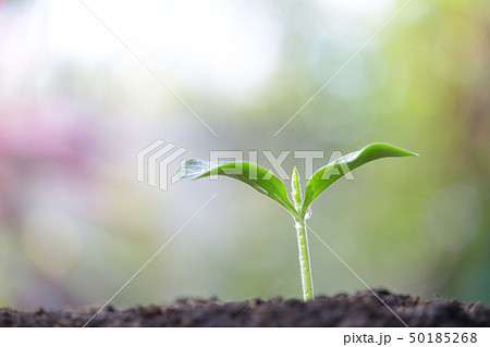 Small tree planting  50185268