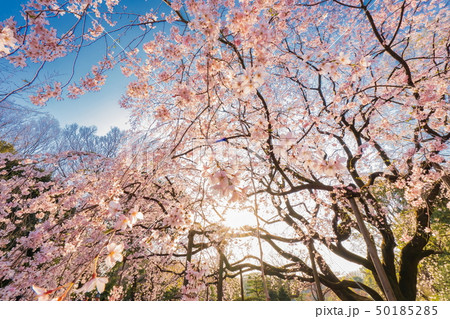 六義園の枝垂れ桜 50185285