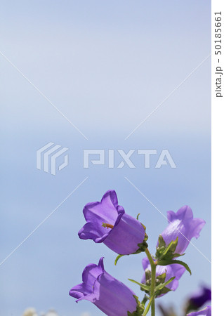 カンパニュラ メディウムの花と青空の写真素材