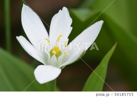 公園の花壇のオオアマナ 50185755