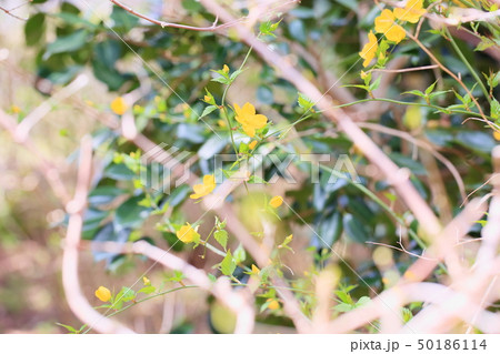 ヤマブキの花 50186114