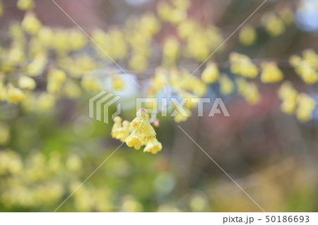 ヒュウガミズキの花の写真素材