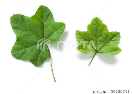 Fresh green natural leaf isolated on white 50186711