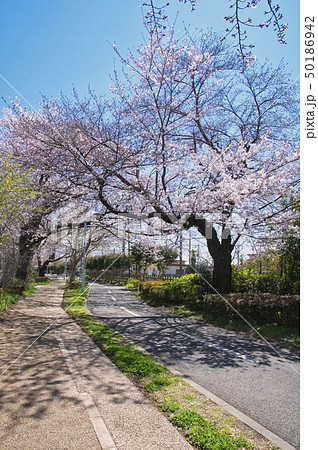 多摩湖自転車歩行者道 武蔵大和駅付近 多摩湖自転車歩行者道 武蔵大和駅付近 50186942