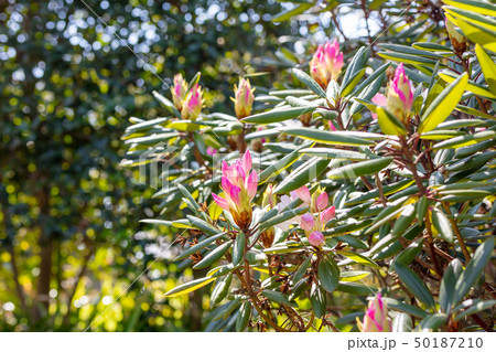 アカボシシャクナゲ（ツツジ科）木肌・木膚・木のはだ・外皮・樹皮・木目・花・芽・実） 50187210