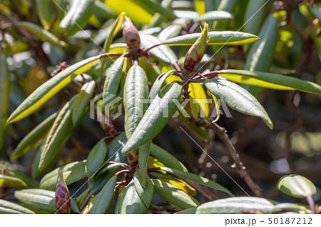 アカボシシャクナゲ（ツツジ科）木肌・木膚・木のはだ・外皮・樹皮・木目・花・芽・実） 50187212