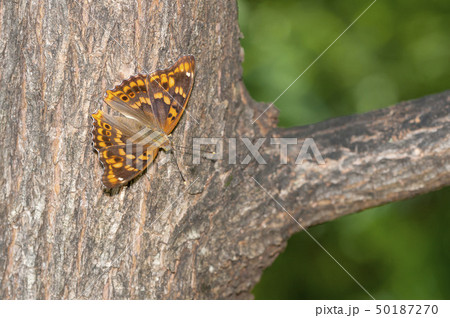 コムラサキ 50187270