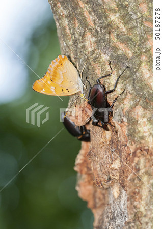 コムラサキ 50187278