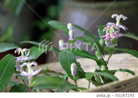 ヤマジノホトトギス ヤマジノホトトギス 50187293