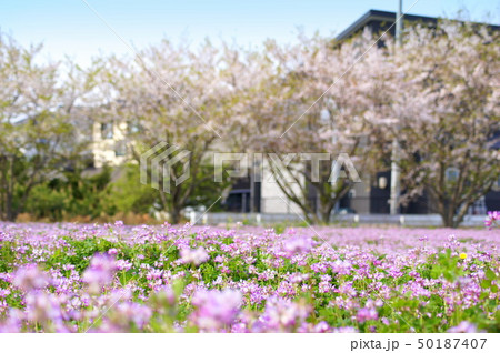 レンゲ畑 50187407