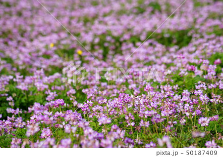 レンゲ畑 50187409