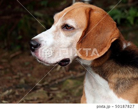 ビーグル犬 ビーグル犬 50187827