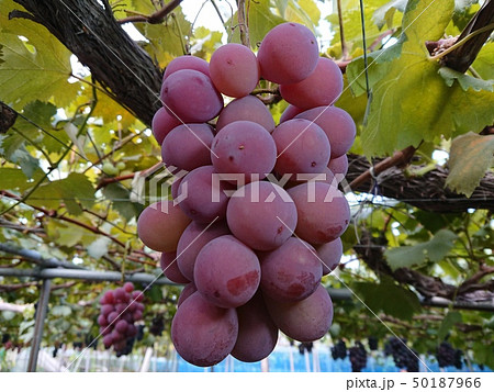 ブドウ 秋の味覚 ブドウ 秋の味覚 50187966