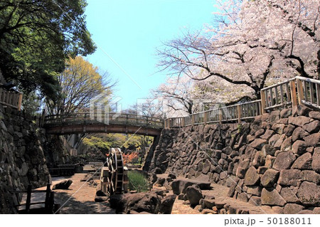 王子　春の音無川親水公園　桜 50188011