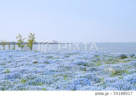 ネモフィラの花が咲き誇る大阪まいしまシーサイドパークの風景 ネモフィラの花が咲き誇る大阪まいしまシーサイドパークの風景 50188017