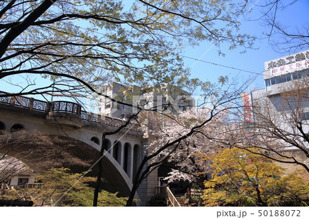王子 春の音無川親水公園 桜 王子 春の音無川親水公園 桜 50188072