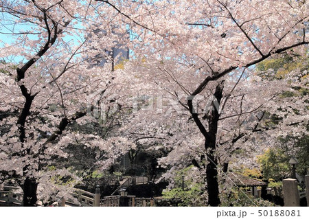 王子 春の音無川親水公園 桜 王子 春の音無川親水公園 桜 50188081