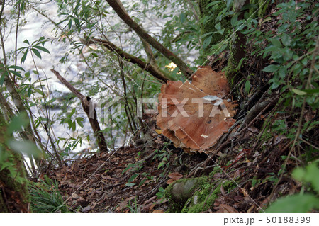 マスタケ・デカキノコ・大きいキノコ 50188399