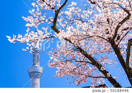 《東京都》春の東京・桜とスカイツリー 50188446