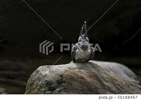 ヤマセミ ヤマセミ 50188467