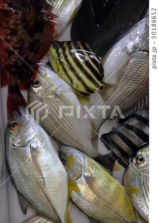 色んな魚　釣果 50188652