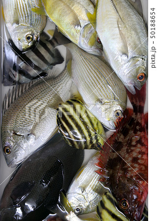 色んな魚　釣果 50188654