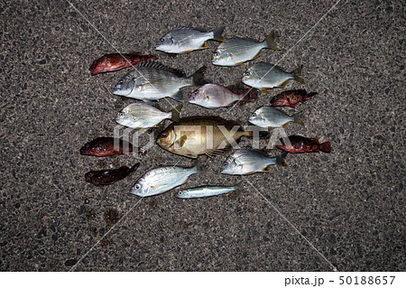 色んな魚　釣果 50188657
