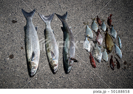 色んな魚　釣果 50188658