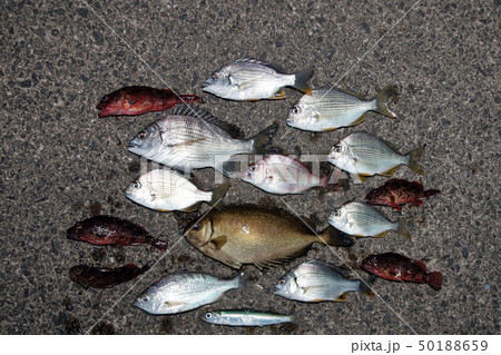 色んな魚　釣果 50188659