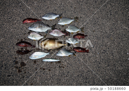 色んな魚 釣果 色んな魚 釣果 50188660