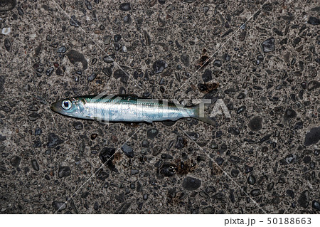 色んな魚 釣果 色んな魚 釣果 50188663